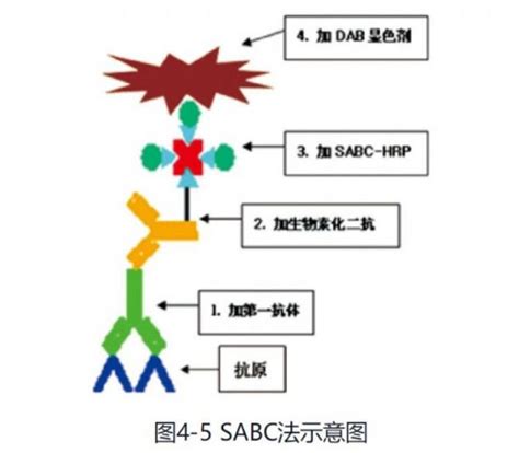 常用的免疫组织化学染色方法（下）_生物器材网