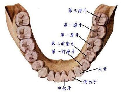 每颗牙齿的名称示意图,28颗牙齿名称示意图,牙齿名称示意图_文秘苑图库