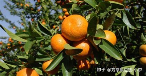 进口老挝柑橘植物检验检疫流程 - 知乎