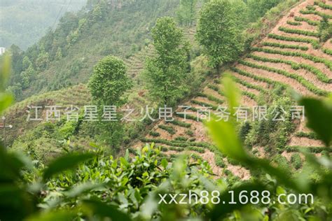 江西遂川29万亩“狗牯脑”采摘忙 茶旅融合迎客来 - 中国茶叶流通协会
