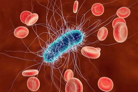 大肠杆菌和蓝细菌的细胞结构_火花学院