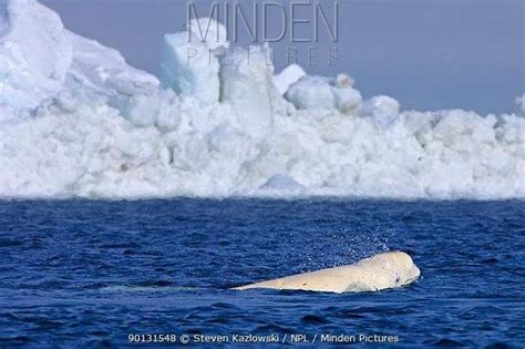 【正经科普】| 北极海域中的白色精灵 ······_白鲸