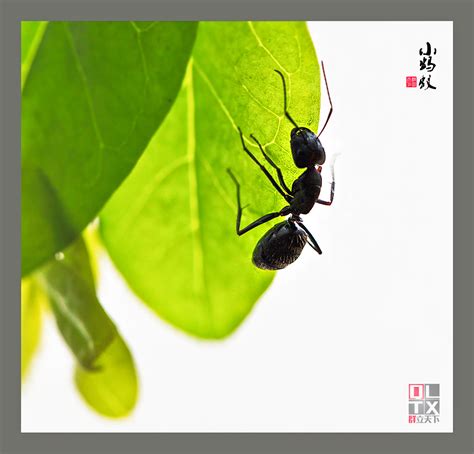 微距世界，小蚂蚁02|摄影|风光摄影|瓜哥微距摄影 - 原创作品 - 站酷 (ZCOOL)