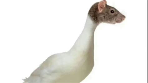 “鼠头鸭脖”事件最新进展：异物为老鼠头，涉事食堂将被严肃处理