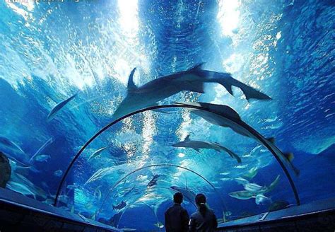 【体验】海洋馆潜水——我和鲨鱼有个 “约 会” - 知乎