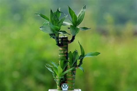 水培富贵竹怎么养 ，用几个小技巧，常年叶子不发黄、好看绿油油！ | 说明书网