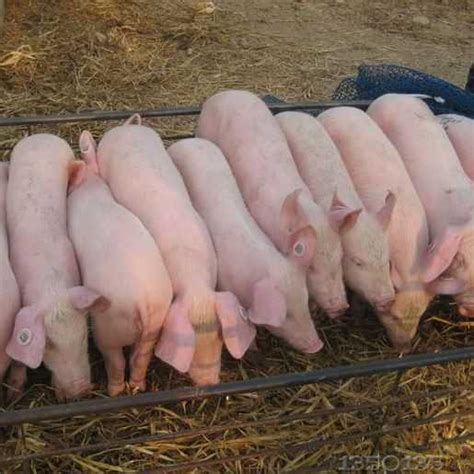农村20头母猪 自繁自养一年可以赚多少钱？_养猪信息_中国保健养猪网