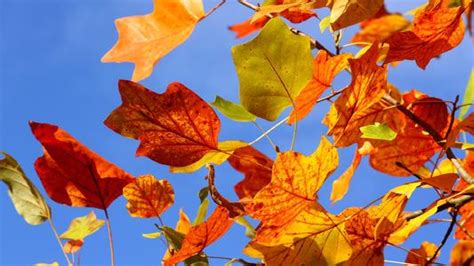 秋天的树叶像什么-秋天的树叶像什么,秋天,树叶,像,什么 - 早旭阅读