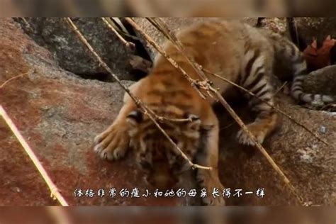 宁波一动物园发生老虎咬人事件