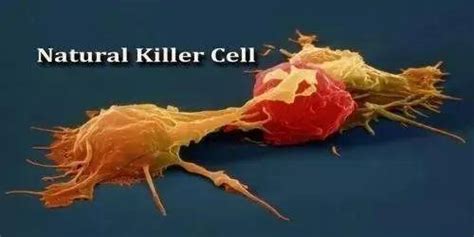 什么是NK细胞？关于NK细胞对人体有何作用机制？