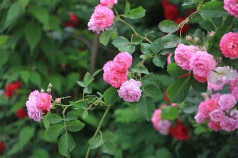 蔷薇树苗怎么种植?蔷薇苗种植方法及时间-种植技术-中国花木网