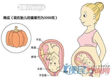 怀孕第39周准妈妈保健需知 - 怀孕第39周天胎儿发育图 - 怀孕第39周要吃什么 - 怀孕第39周注意什么 - 怀孕第39周介绍