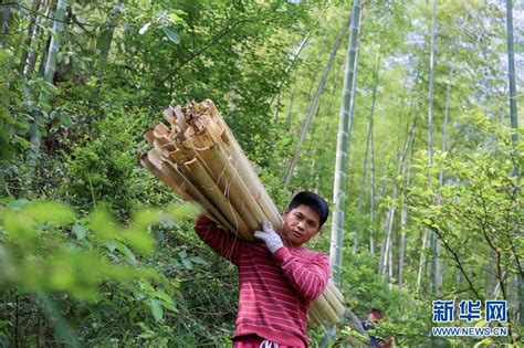 56V伐竹剪,竹子最快的工具,电动竹子机器_大山谷图库