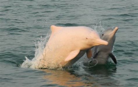 钦州三娘湾，中华白海豚之乡，绝佳的海上日出观赏地 - 知乎