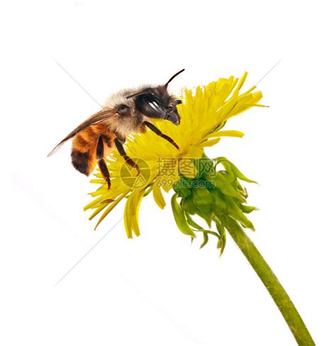 蜜蜂是怎么采蜜的了，用什么工具采蜜 - 农敢网
