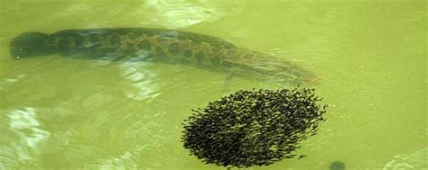 黑鱼的生活环境与特点 - 农敢网