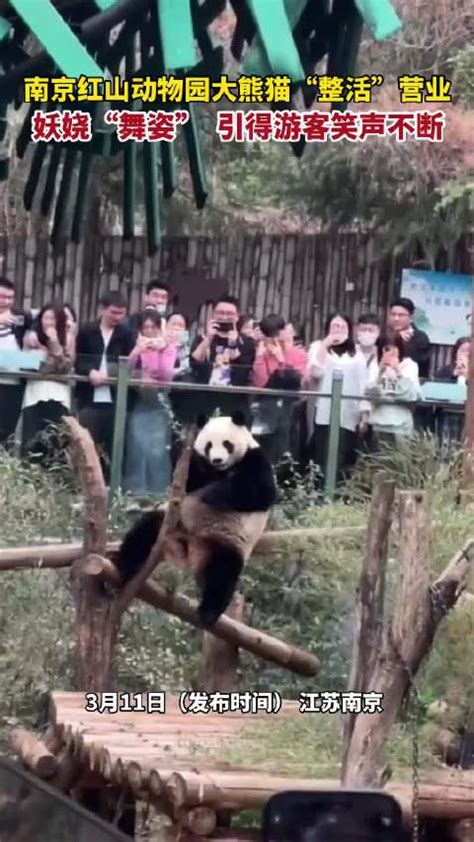 南京红山森林动物园恢复开放 “国宝”大熊猫憨态可掬引客流
