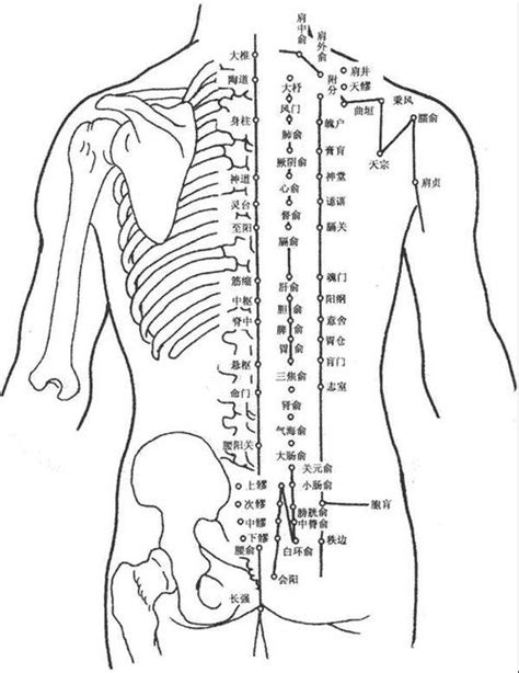 人体后背结构图_配图网