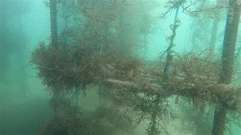 “莱州湾人工鱼礁栖息地生态修复示范研究”通过专家现场验收-中国水产科学研究院