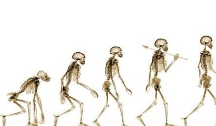人类已经开始退化？被淘汰的骨头重现，科学家给出两种解释|原始人|进化论|法贝_新浪新闻