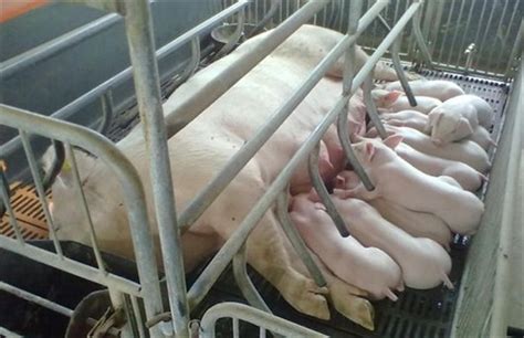 夏季母猪饲养管理要点，您了解多少？_山东潍坊生益生物饲料有限公司_饲料添加剂生产厂家(供应商)官方网站