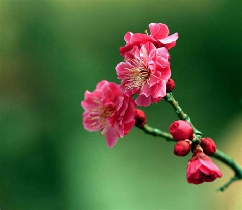 春天常见的花的名称和图片_360新知