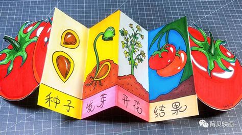 西红柿的生长过程 - 高清图片，堆糖，美图壁纸兴趣社区