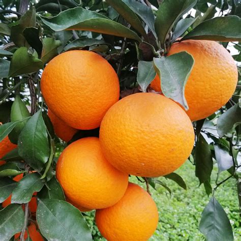 四川内江：“扶贫柑橘”助农增收 图片 | 轩视界