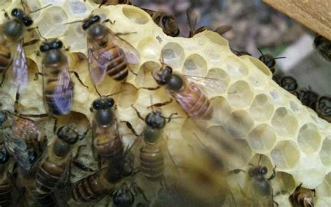 翅膀蜜蜂在一串干草上跳舞蜜蜂在一串干草上跳舞花粉秋天高清图片下载-正版图片307758616-摄图网