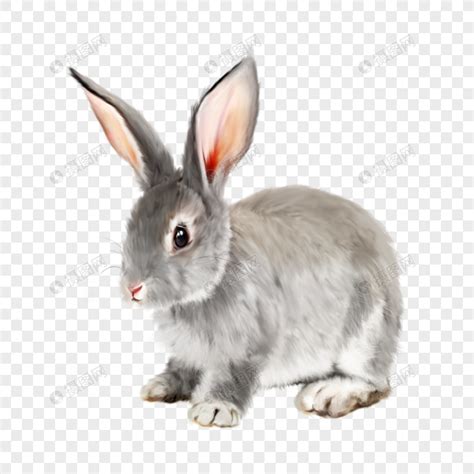 免抠素材小兔图片