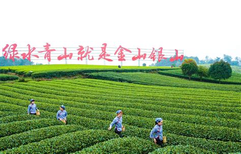 茶叶种植前景怎么样？一亩茶园的成本和利润-园林杂谈-长景园林网