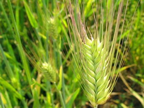 大麦种子萌发需要的湿度、温度-藤本月季网