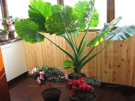 滴水观音植物图片