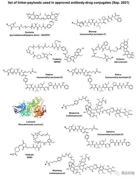抗体偶联药物 ADC 的结构特性和作用机制及其应用方向_生物器材网