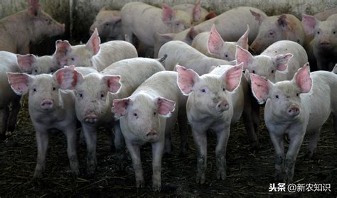 香猪养殖加盟 巴马香猪养殖销售联盟的问题集锦_华夏智能网