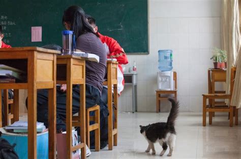 校园流浪猫竟是学霸，每天都要去上课，进修五年成为猫学长_腾讯视频