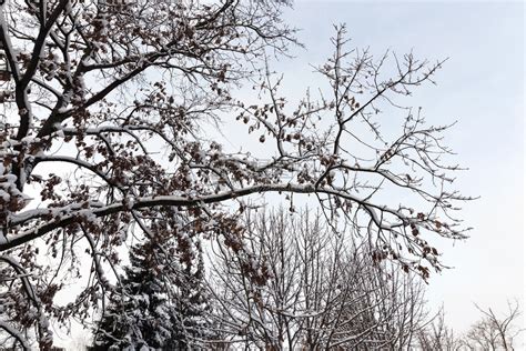 落叶一种冬季下雪后白树木没有叶白天在冬的云端气候树上拍摄照片日落时人行道高清图片下载-正版图片308069193-摄图网