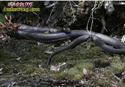 黑蛇图片_黑蛇_毒蛇网