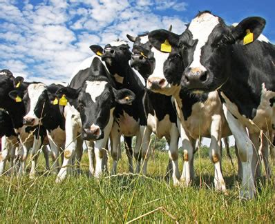 奶牛养殖场，改良架子牛多少钱，西门塔尔肉牛，奶牛养殖场-阿里巴巴