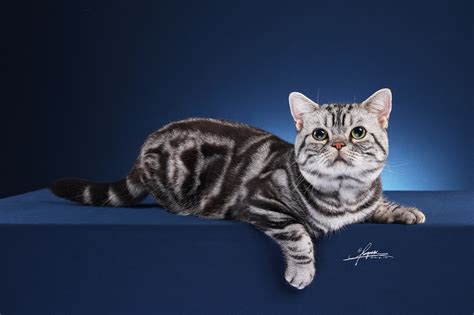 美短猫图片