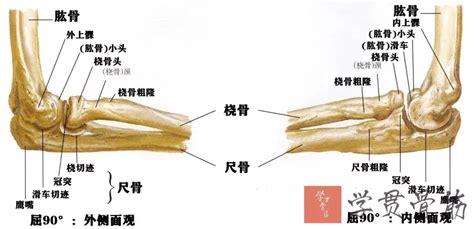 上臂与前臂图解图片