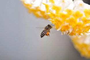 梦见自己身上有蜜蜂是什么预兆(梦见土蜂是什么意思)_周公解梦大全