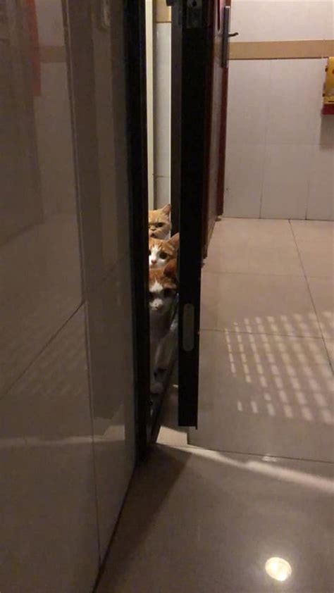 猫咪手老在门缝里,猫咪喜欢在门缝里玩,门夹到猫咪的手_大山谷图库
