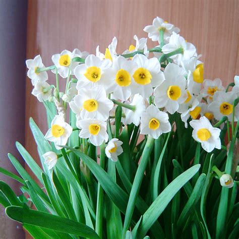 春节赏花传统由来已久 最流行的年宵花是这个（图）|水仙|春节_凤凰国学
