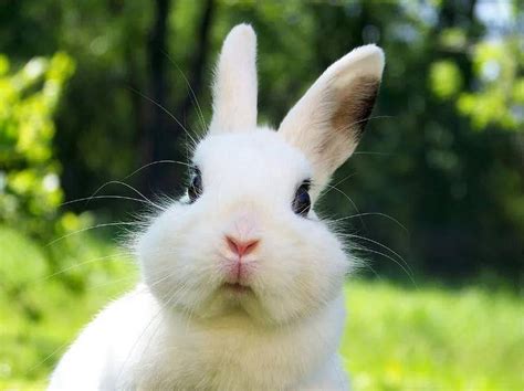 2023年属兔人专属的萌萌哒小兔子头像图片大全可爱_配图网