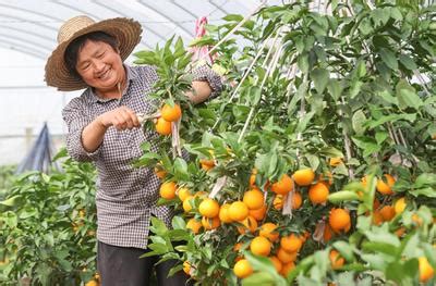 陕西汉台：柑桔飘香迎丰收-人民图片网