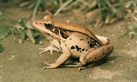 沼蛙-中国两栖动物及分布-图片