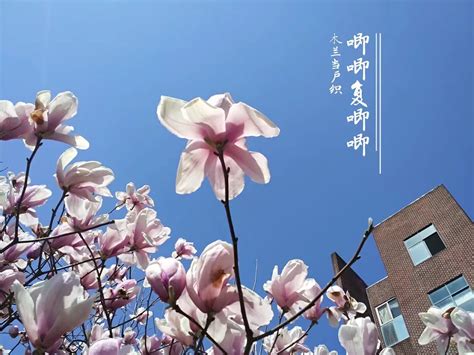 2021春天的杭州一片红绿相间的美景俯首皆是，而且气温适宜，所以春节来杭州是最好的选择啦_西湖-评论-去哪儿攻略