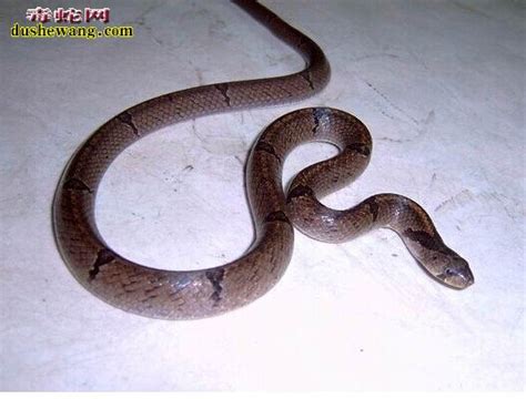 陆地上毒性最强的第四大毒蛇，毒性比眼镜蛇强十倍，我国就有分布_银环蛇_是一种_人类