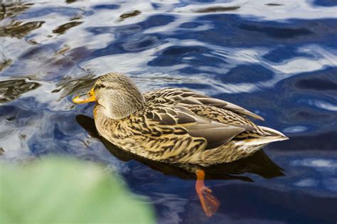 野鸭子是几级保护动物-农百科